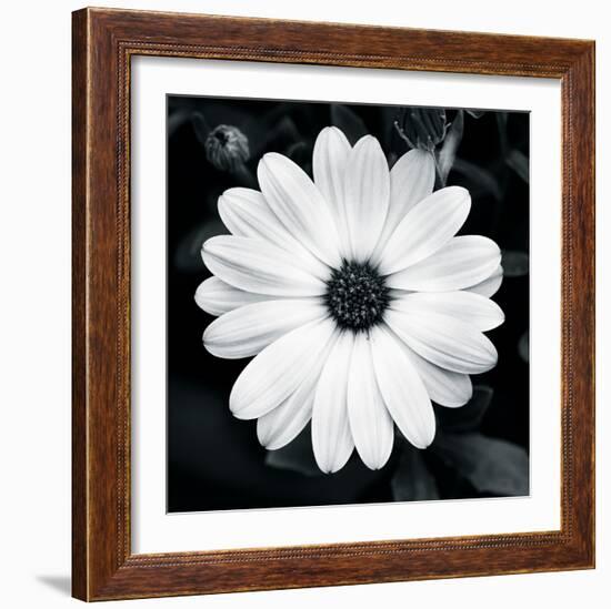 Daisy Light I-Joseph Eta-Framed Giclee Print