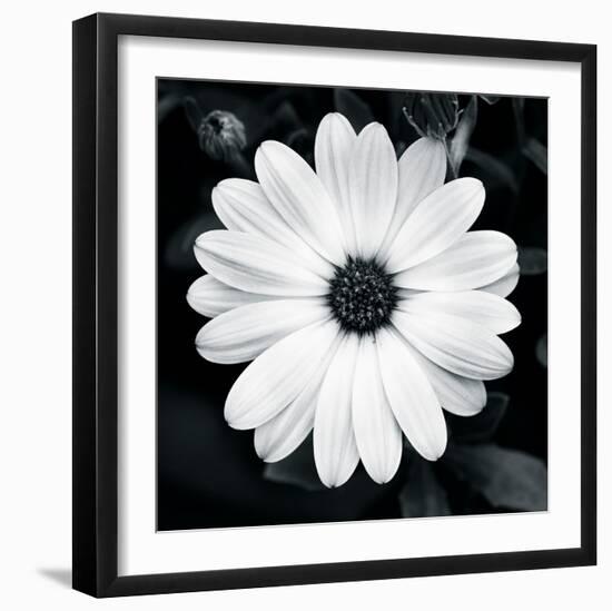 Daisy Light I-Joseph Eta-Framed Giclee Print