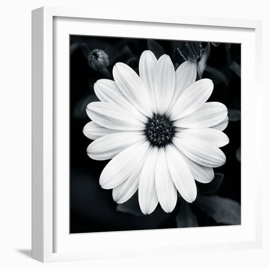 Daisy Light I-Joseph Eta-Framed Giclee Print