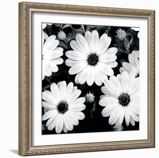 Daisy Light II-Joseph Eta-Framed Giclee Print