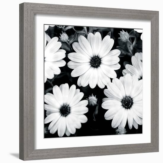 Daisy Light II-Joseph Eta-Framed Giclee Print