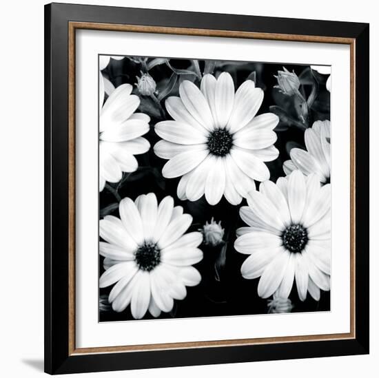 Daisy Light II-Joseph Eta-Framed Giclee Print