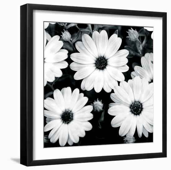 Daisy Light II-Joseph Eta-Framed Giclee Print