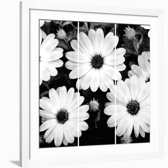 Daisy Light Ii-Joseph Eta-Framed Giclee Print