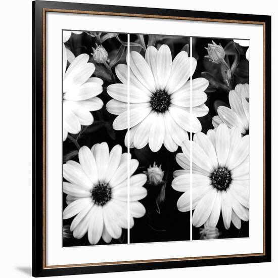 Daisy Light Ii-Joseph Eta-Framed Giclee Print