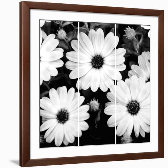 Daisy Light Ii-Joseph Eta-Framed Giclee Print