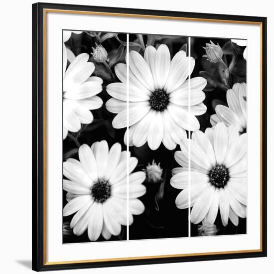 Daisy Light Ii-Joseph Eta-Framed Giclee Print