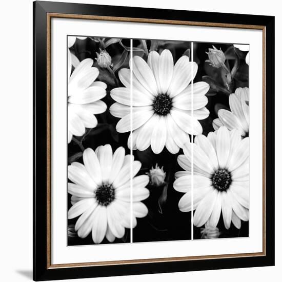 Daisy Light Ii-Joseph Eta-Framed Giclee Print