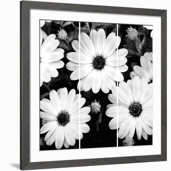 Daisy Light Ii-Joseph Eta-Framed Giclee Print