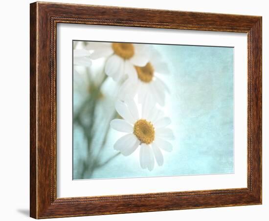 Daisy Love I-Judy Stalus-Framed Photographic Print