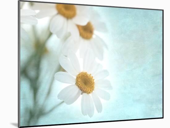 Daisy Love I-Judy Stalus-Mounted Photographic Print