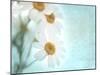 Daisy Love I-Judy Stalus-Mounted Photographic Print