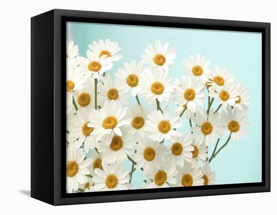 Daisy Love II-Judy Stalus-Framed Premier Image Canvas