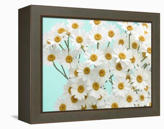 Daisy Love III-Judy Stalus-Framed Premier Image Canvas