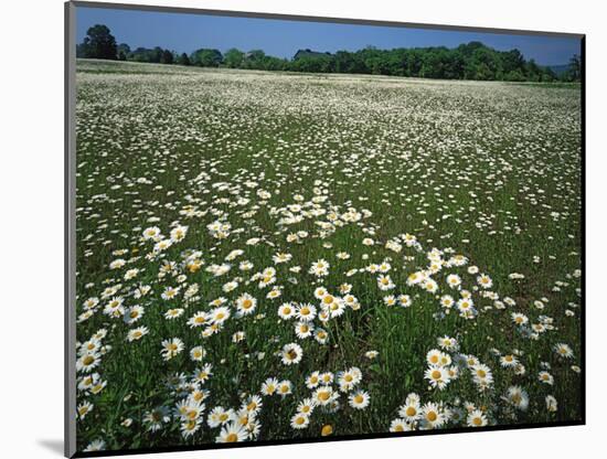 Daisy meadow, Loudoun County, Virginia, USA-Charles Gurche-Mounted Photographic Print