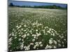 Daisy meadow, Loudoun County, Virginia, USA-Charles Gurche-Mounted Photographic Print