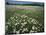 Daisy meadow, Loudoun County, Virginia, USA-Charles Gurche-Mounted Photographic Print