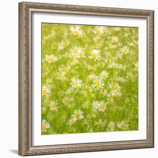 Daisy Meadow-Doug Chinnery-Framed Photographic Print