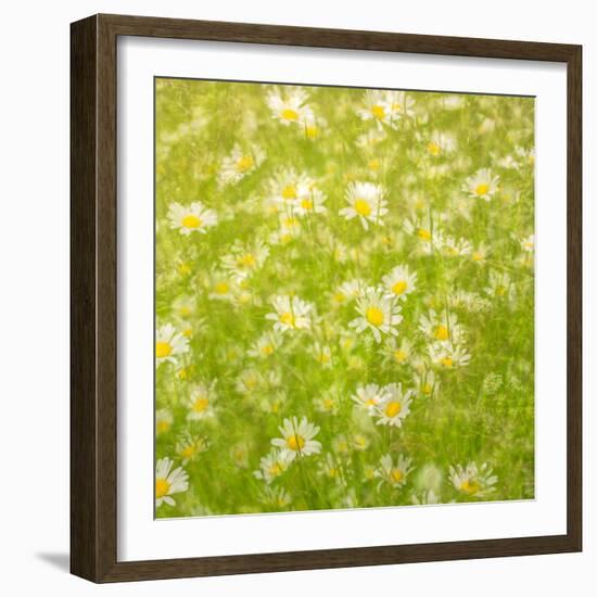 Daisy Meadow-Doug Chinnery-Framed Photographic Print