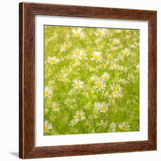 Daisy Meadow-Doug Chinnery-Framed Photographic Print