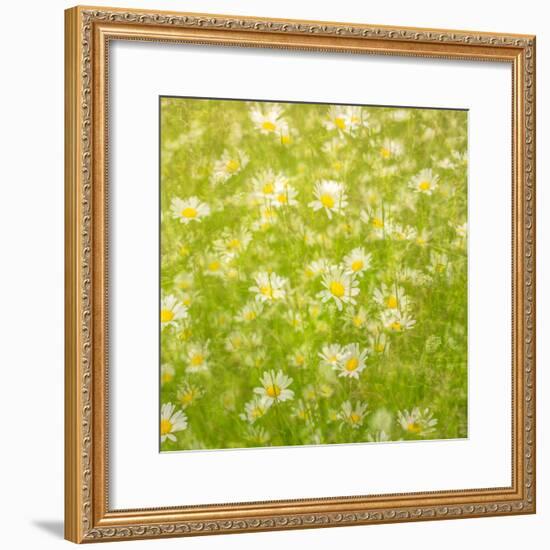 Daisy Meadow-Doug Chinnery-Framed Photographic Print