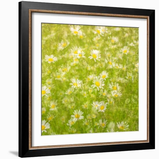 Daisy Meadow-Doug Chinnery-Framed Photographic Print