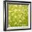 Daisy Meadow-Doug Chinnery-Framed Photographic Print