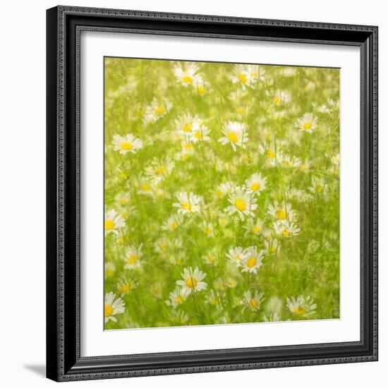 Daisy Meadow-Doug Chinnery-Framed Photographic Print