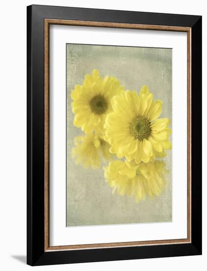 Daisy Reflection I-Judy Stalus-Framed Art Print