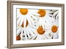 Daisy Splash-Michael Broom-Framed Photographic Print