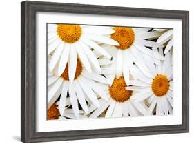 Daisy Splash-Michael Broom-Framed Photographic Print