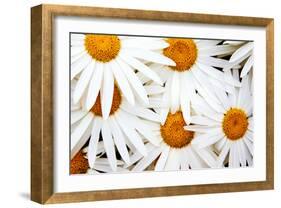 Daisy Splash-Michael Broom-Framed Photographic Print
