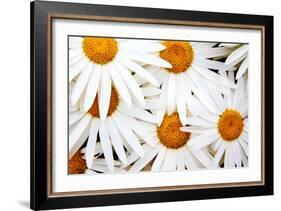 Daisy Splash-Michael Broom-Framed Photographic Print