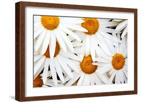 Daisy Splash-Michael Broom-Framed Photographic Print