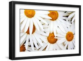 Daisy Splash-Michael Broom-Framed Photographic Print