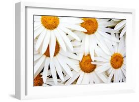 Daisy Splash-Michael Broom-Framed Photographic Print