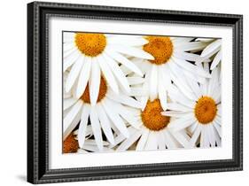 Daisy Splash-Michael Broom-Framed Photographic Print