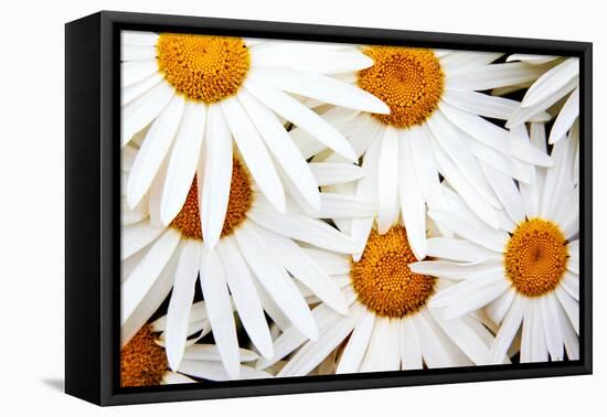 Daisy Splash-Michael Broom-Framed Premier Image Canvas