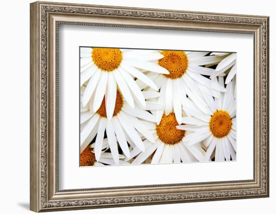 Daisy Splash-Michael Broom-Framed Photographic Print