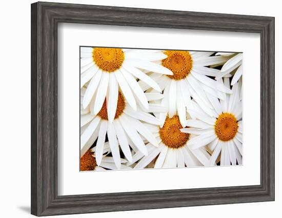 Daisy Splash-Michael Broom-Framed Photographic Print