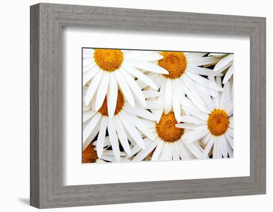 Daisy Splash-Michael Broom-Framed Photographic Print