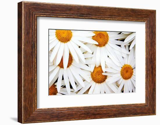 Daisy Splash-Michael Broom-Framed Photographic Print