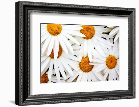 Daisy Splash-Michael Broom-Framed Photographic Print