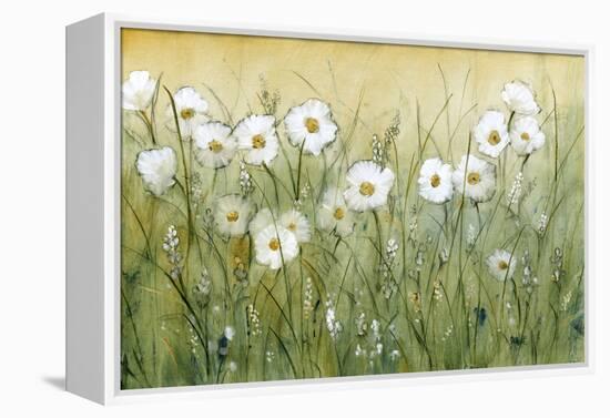 Daisy Spring II-Tim O'toole-Framed Stretched Canvas