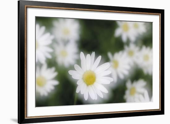 Daisy Symphony-Wild Wonders of Europe-Framed Giclee Print