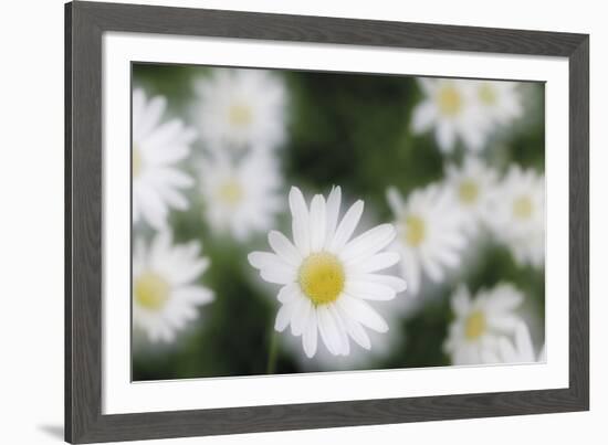 Daisy Symphony-Wild Wonders of Europe-Framed Giclee Print