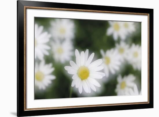 Daisy Symphony-Wild Wonders of Europe-Framed Giclee Print