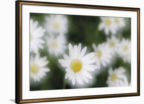 Daisy Symphony-Wild Wonders of Europe-Framed Giclee Print