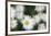 Daisy Symphony-Wild Wonders of Europe-Framed Giclee Print