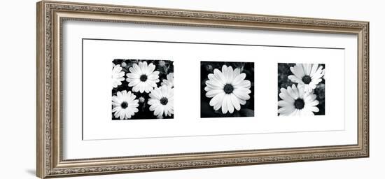 Daisy Triptych-Joseph Eta-Framed Giclee Print